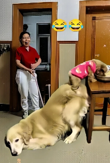 为了娃吃饭，狗妈也是拼了！

这操作，绝了！

 当妈的为了孩子，真是啥招都能想