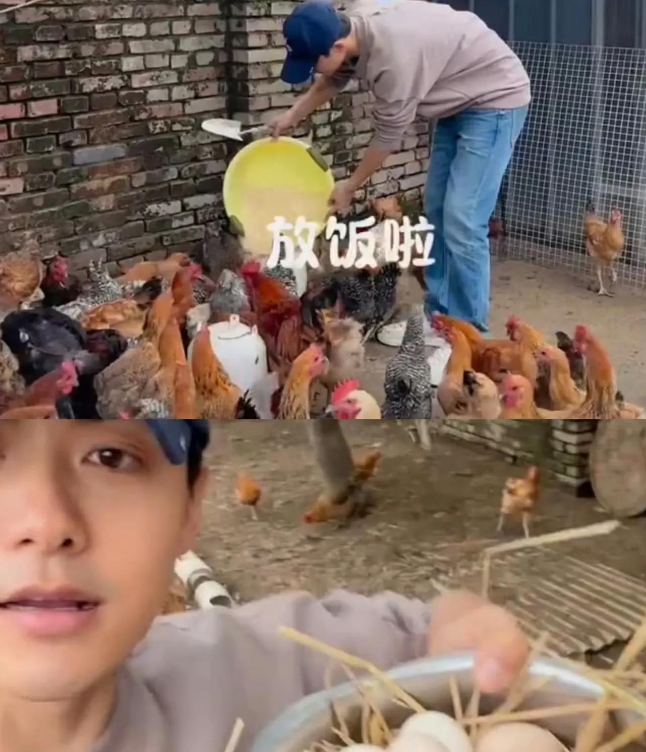 马天宇不当明星当“鸡司令”？三四百只鸡日产蛋百枚！你以为明星退圈开火锅店？马天宇