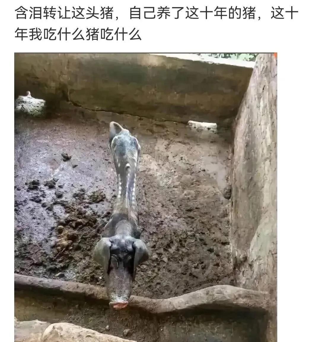 竟然十年陈？
前前后后看了三遍，
才认出来