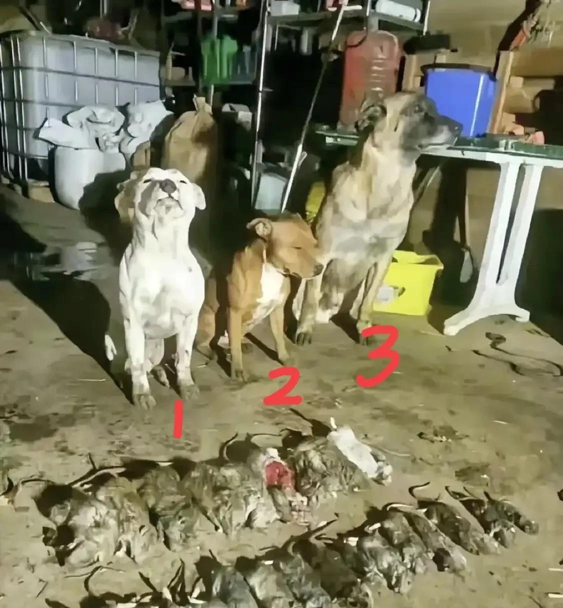 猜一下谁的功劳最大？