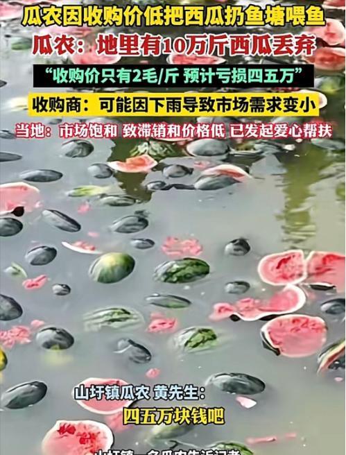 广西，有位瓜农今年西瓜成熟，满心期待能赚一笔，却遭遇收购价低至2毛一斤的困境。他