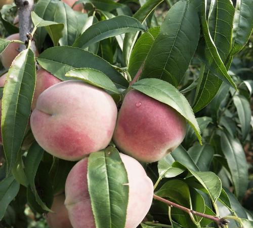 云南省曲靖市十大特色水果
（仅供阅读交流，不作权威排行）
一、冬桃
二、会泽宝珠