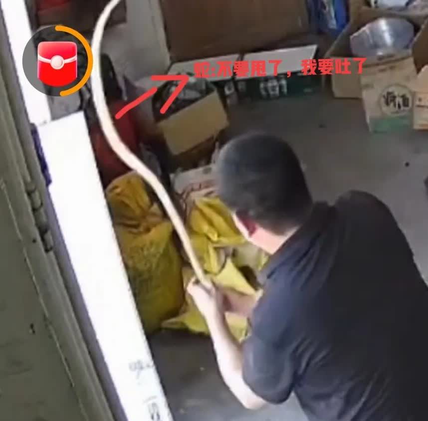 男子徒手抓蛇甩成“大风车”
蛇说:那一刻我害怕极了！
真是艺高人胆大啊！
