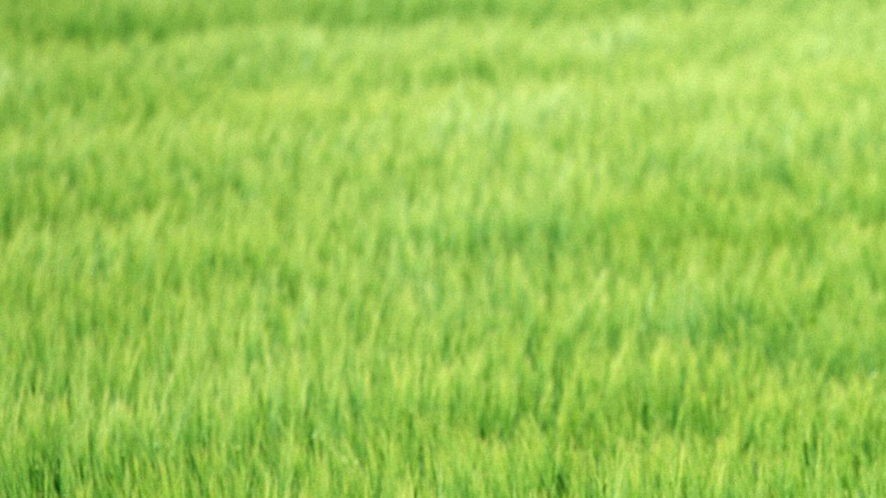 半年油亮夺目，暗藏绝技，油菜季节养护，越冬管理
