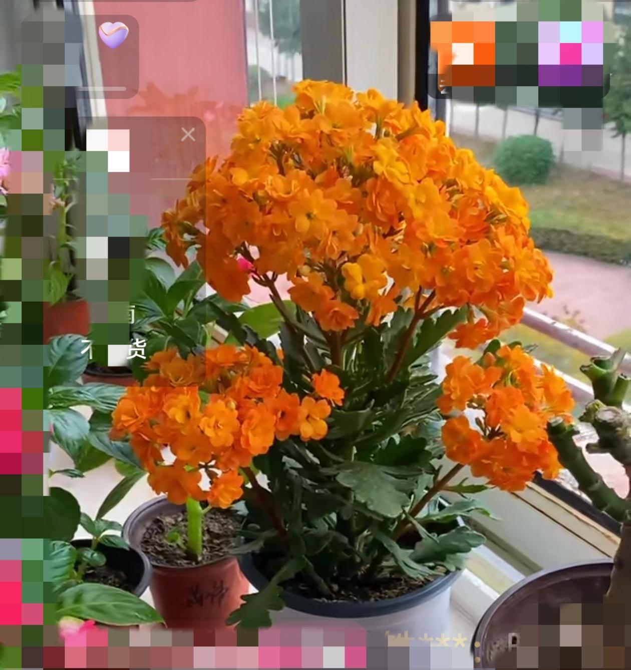 主播在展示自家长寿花索尔丹图1，个人感觉索尔丹确实比金狐狸好养。图2~图6都是我