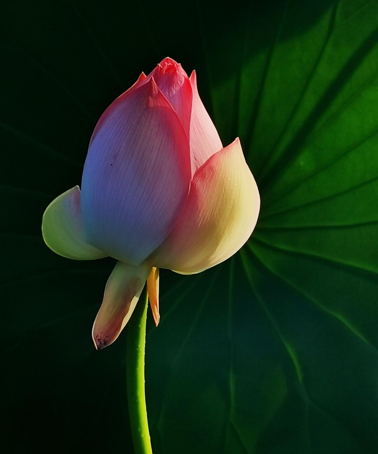 “一念花开，一念花落”，这源自心学的话语，真的太有深意了。
王阳明主张“心外无物
