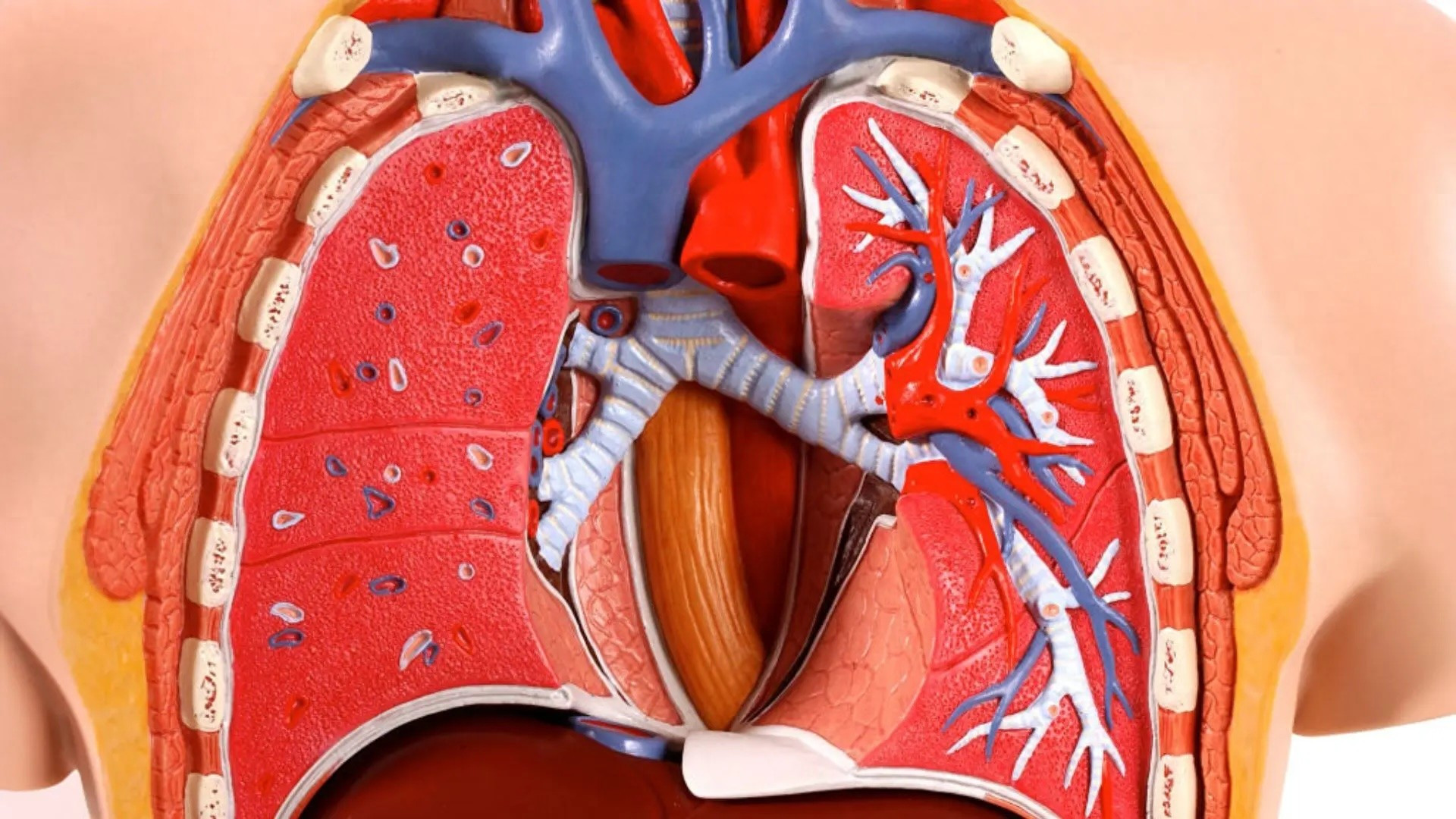 科学家首次用单人多能干细胞造出呼吸式"肺芯片"