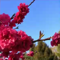 小声吱吱