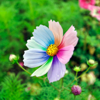 小帅是个花痴
