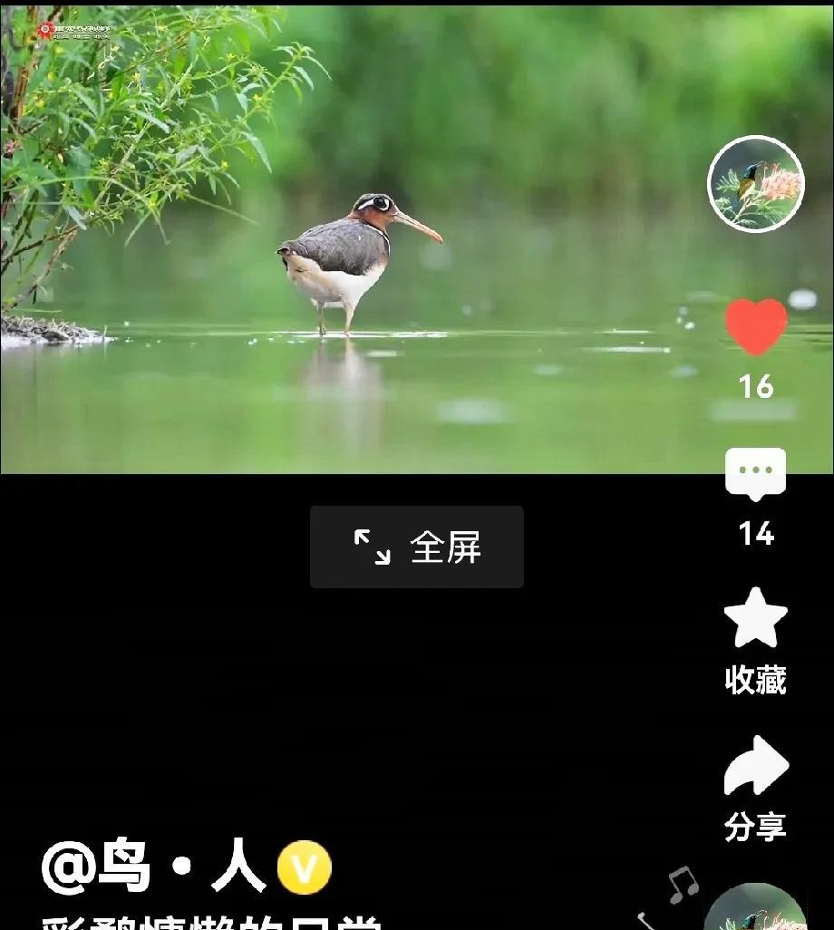 捕捉鸟儿的倩影
拍摄鸟儿既费时间又耗精力，想要拍到鸟儿动态或者静态的美妙姿态，实