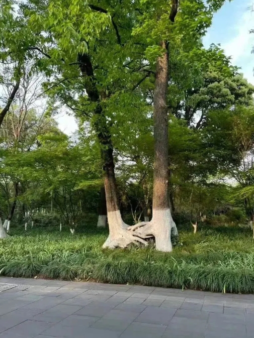看到两棵树在路边打起来了！看到两棵树在路边打起来了
