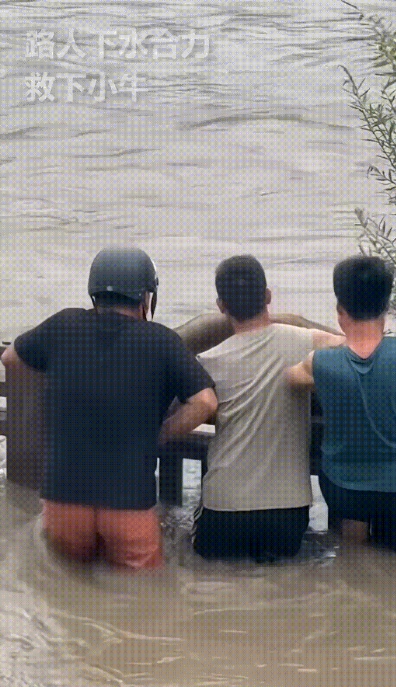 两头牛冲上热搜了!母牛与小牛一同被浊浪滔天的河水卷走，它们抓住救命栅栏，危难时刻