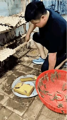 这是养啥呢？看着怪瘆人的～～～