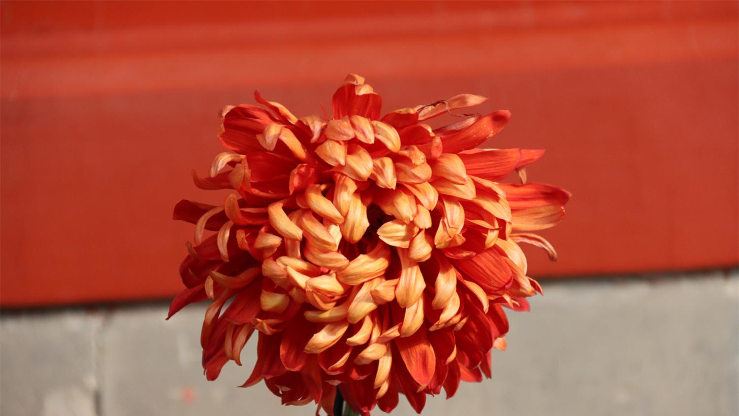 瘦菊依阶砌，檐深承露难。