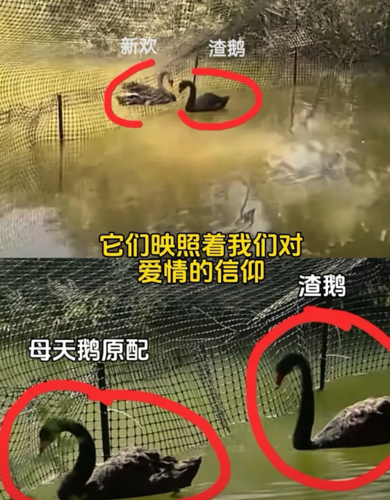 友友们，母天鹅最新的后续来了

    失去“爱情”支撑的母天鹅，哀嚎声竟然让渣