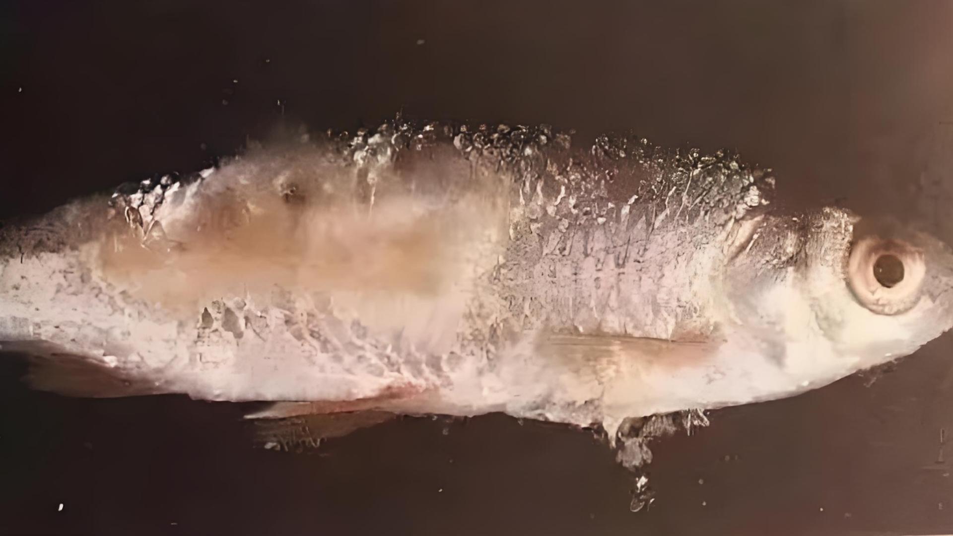 第04篇：越冬期水霉病高发，预防比治疗省钱10倍