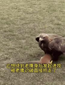 黄大仙与老鹰对峙的情形颇为罕见，二者皆有厉害的制敌手段。黄大仙以机灵狡黠著称，老