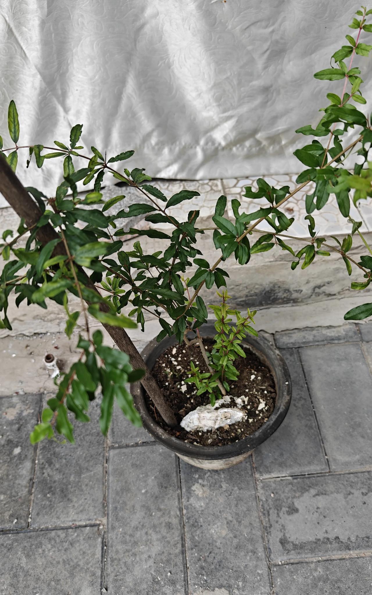 中午在胡同里散步的时候，突然记起隔着几条胡同的大姐给我的石榴还放在她家门口呢！