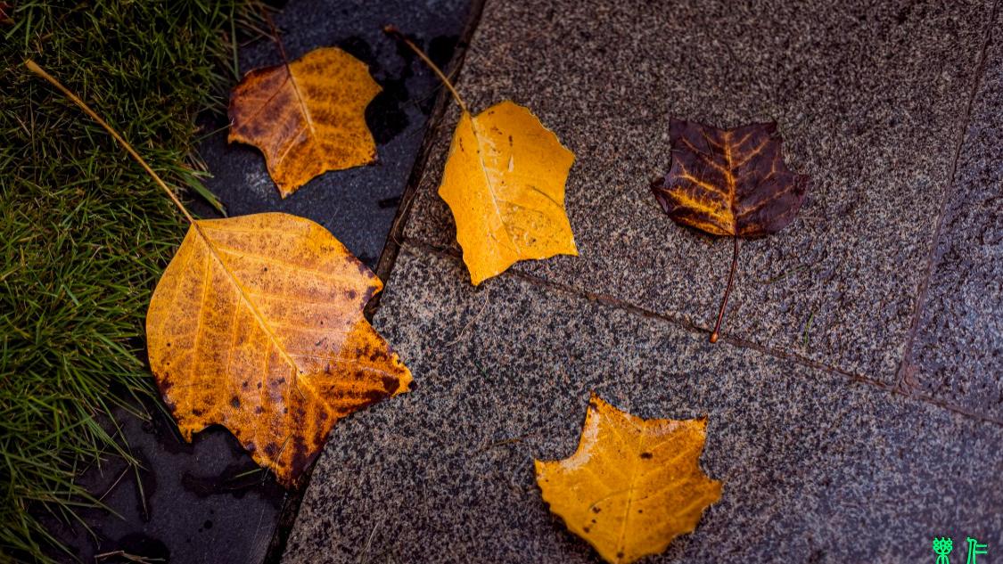 秋风、秋雨，并不愁煞人的秋景……