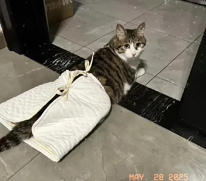 五年前，我收养了一只被人砍断脊梁骨的小猫咪。刚到家那会，给它换药时，它总是把我手