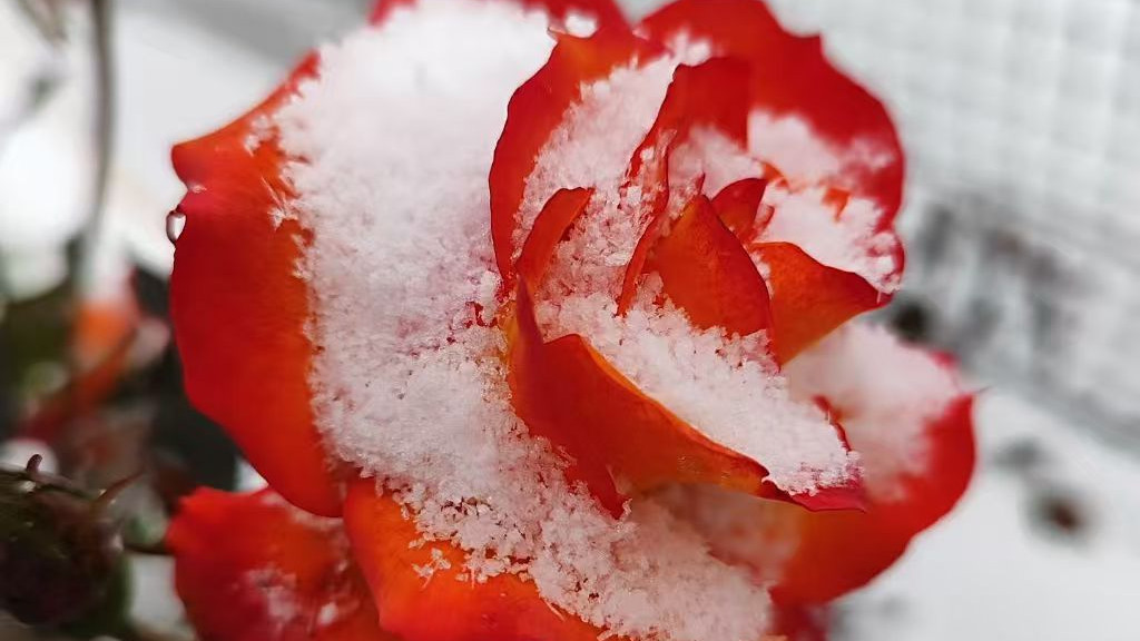 青年是一种状态