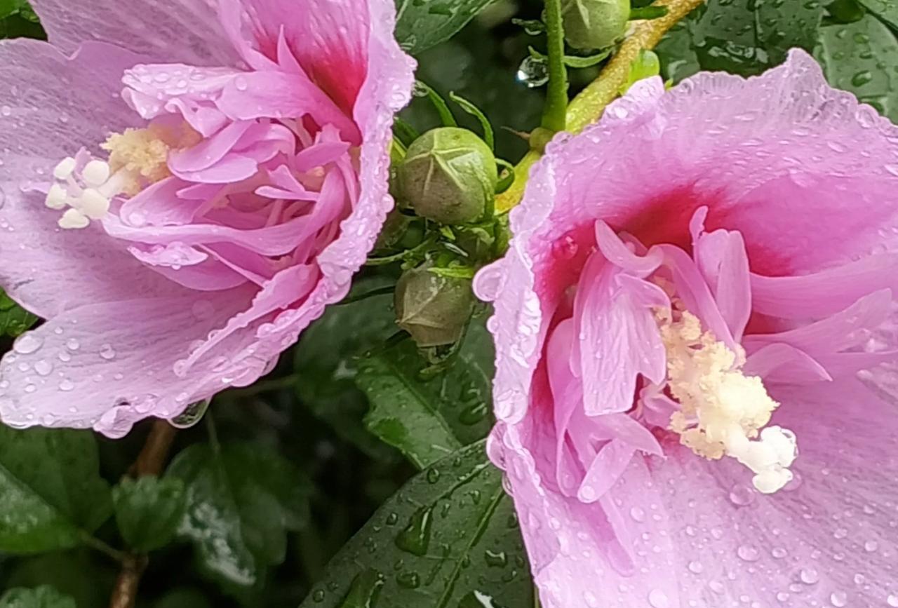 #随手拍木槿花#雨中木槿花