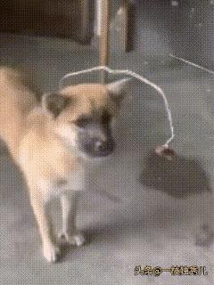 以为狗没有智商，结果小丑却是自己。