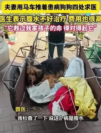 夫妻用马车带着狗去看病，宠物医生检查后说：“它是腹水，很难治费用又很高，不敢保证