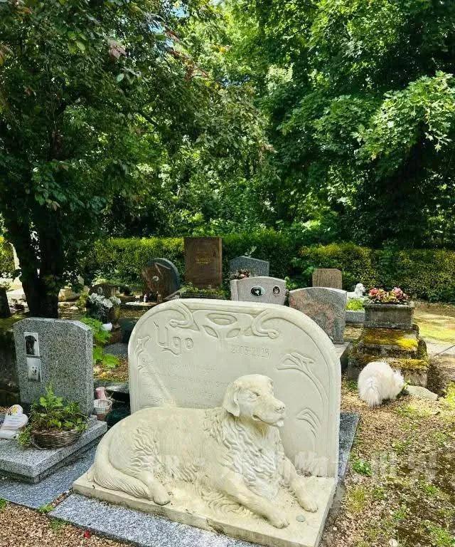 巴黎这座宠物墓园，安静地坐落在92省一隅。
没有游客打卡，没有鲜艳布景，
但它比