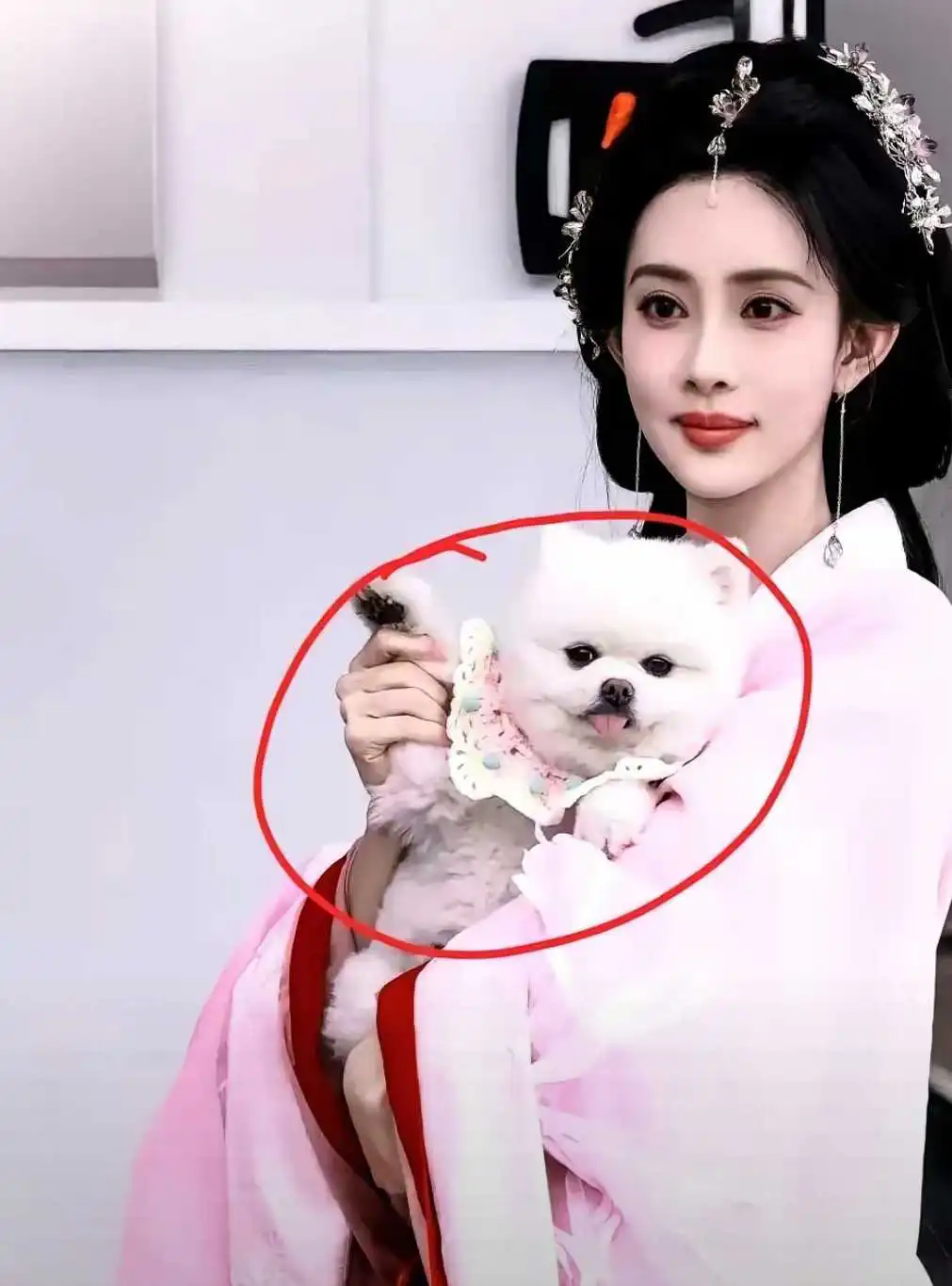 见过演员塌房，见过导演塌房，万万没想到，还能见到演员的狗塌房