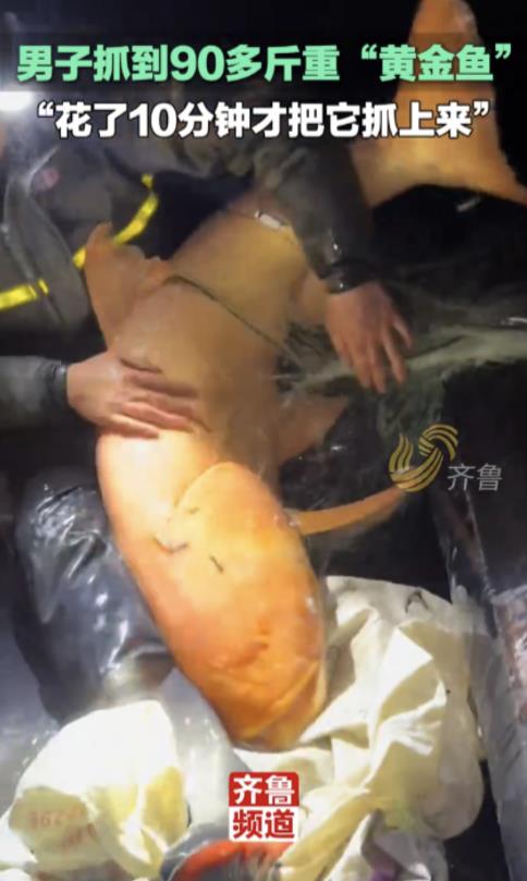 “钓鱼白赚了十几万？”2月26日，山东烟台一男子钓上来一条“黄金鱼”，通体金色重