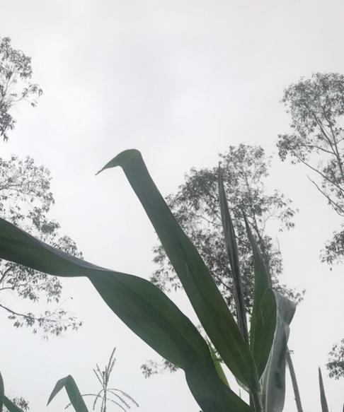 #秋日生活打卡季#秋风秋雨秋意，凉飕飕！！