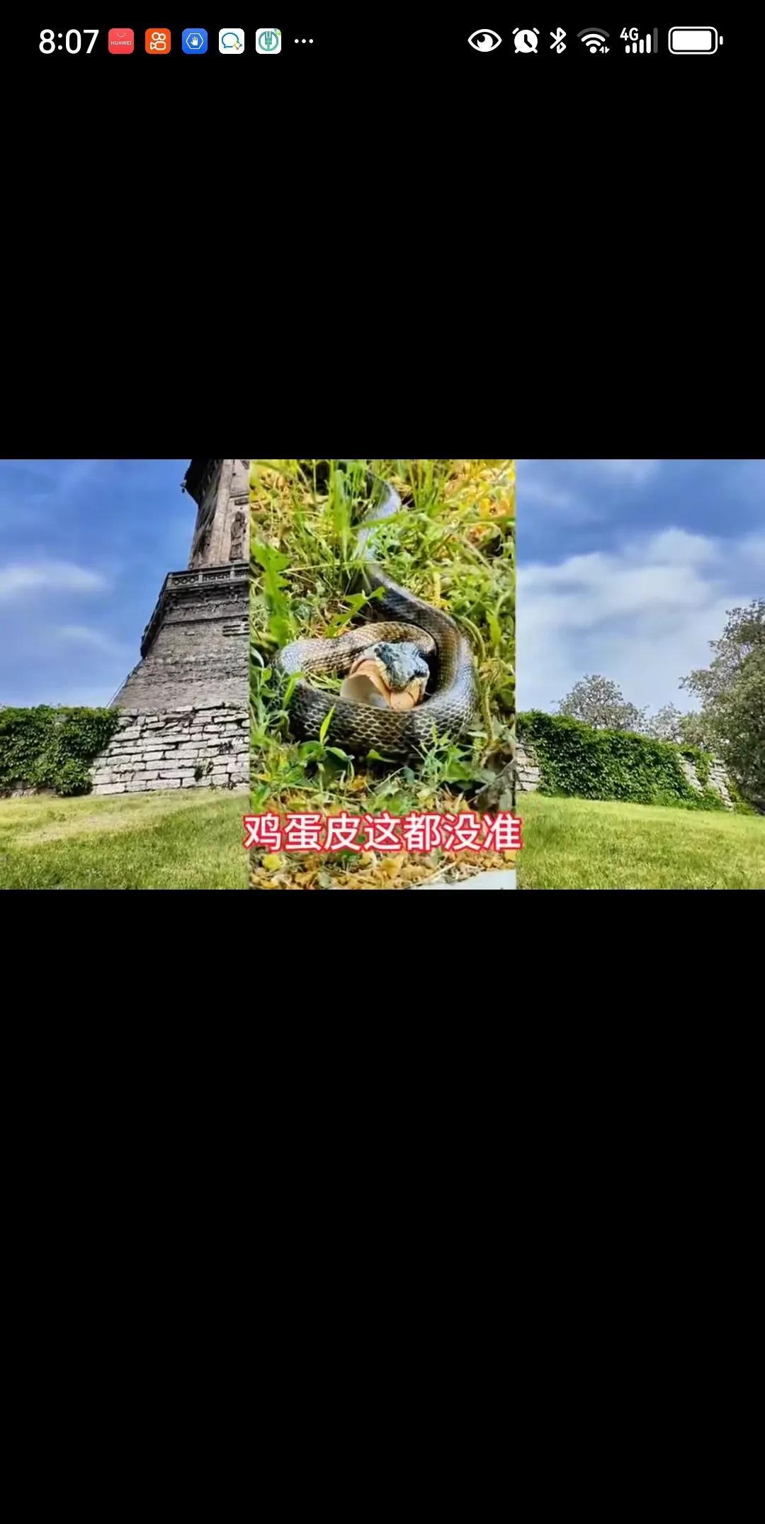 这几天到处都是蛇，而且从各种地方出来。就像这条是从塔里爬出来的！
不是要有什么事
