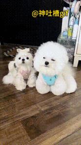 情商特别高的狗子：把四仰八叉的狗狗叫起床，狗狗上完厕所之后，还知道拿纸巾给自己帮