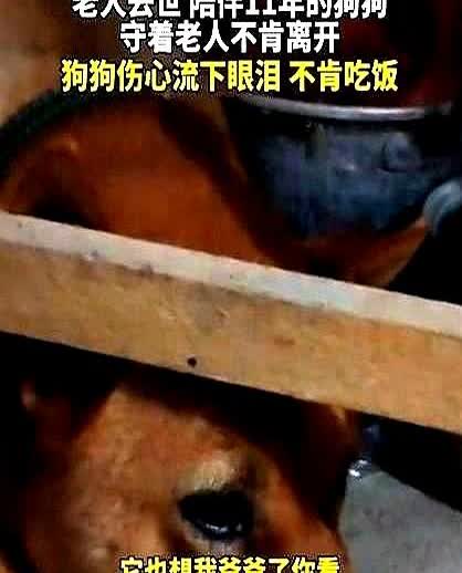 一女子发视频称，她的爷爷去世了，晚上十点给爷爷守灵时，女子发现爷爷养的狗子进房间