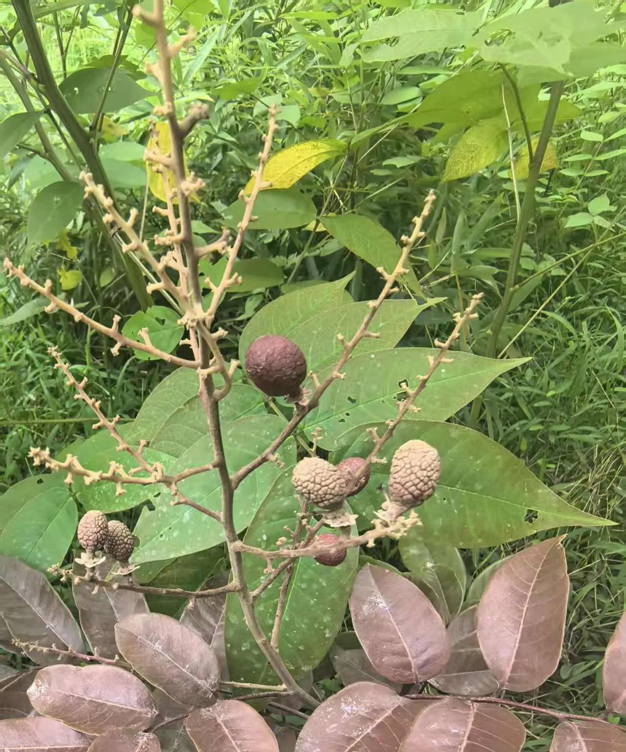人生不易，
要么老去要么有趣，
心若有所向往，
何惧从井隅仰望光。
好运气藏在每