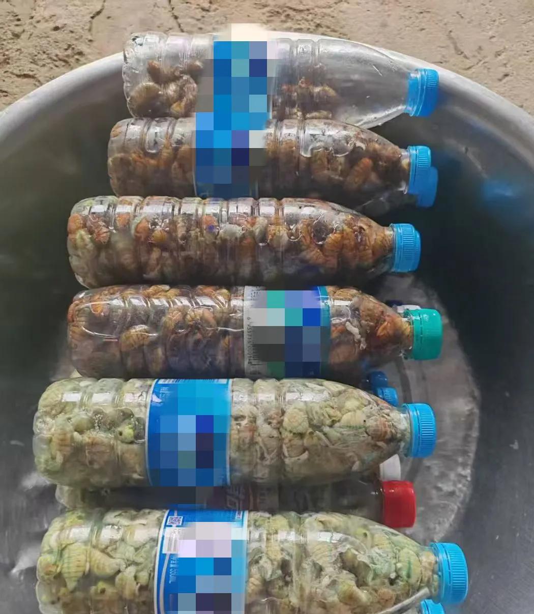 真想不到，知了猴这么值钱，群里有位姐姐说，一瓶大约100个，80元一瓶！
如果颜