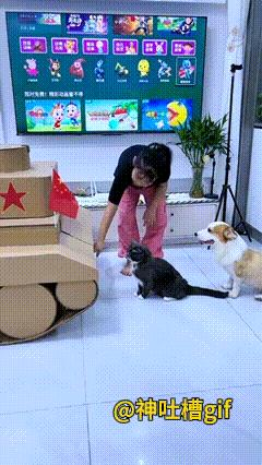 小小发明家：纷纷把猫咪，还有狗子，请到纸箱子里面，原来这是小女孩用纸皮做的一个坦