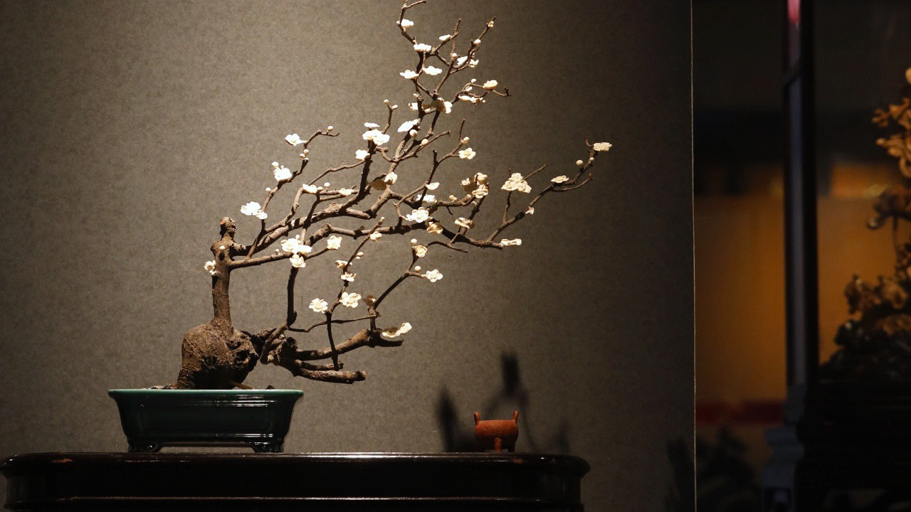 枯荣相生，禅意雅藏，寒梅傲骨盆景