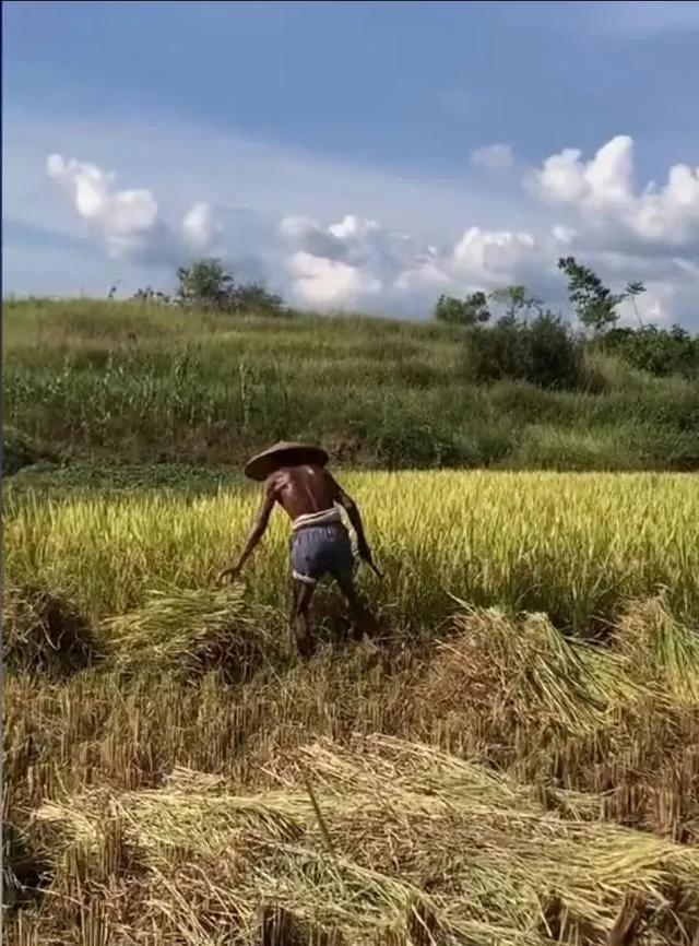能这样光着膀子割稻谷的都是狠人。
  如果有人问我最不愿意提起的经历是什么？
 