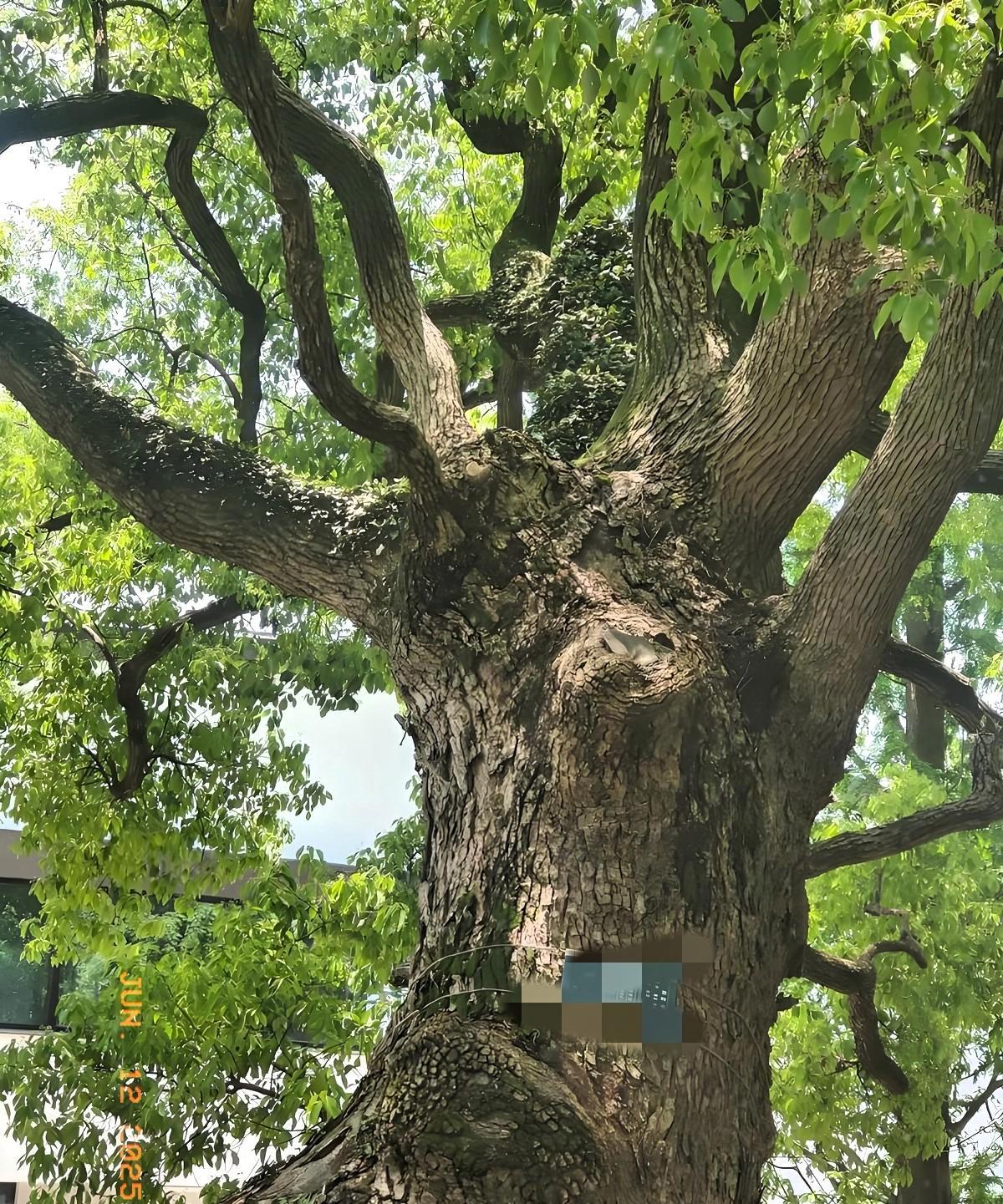江西赣州，一村里有棵古樟树，树龄410年，要三四个人才能抱住，谁知古樟树突然枯死