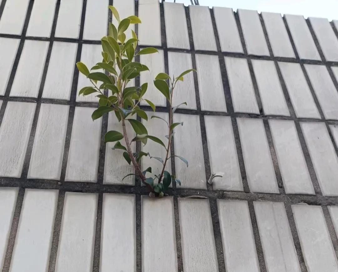 咬定墙缝不放松，
瓷砖缝里把根冲。
任它风雨来敲打，
绿影倔强立墙中。