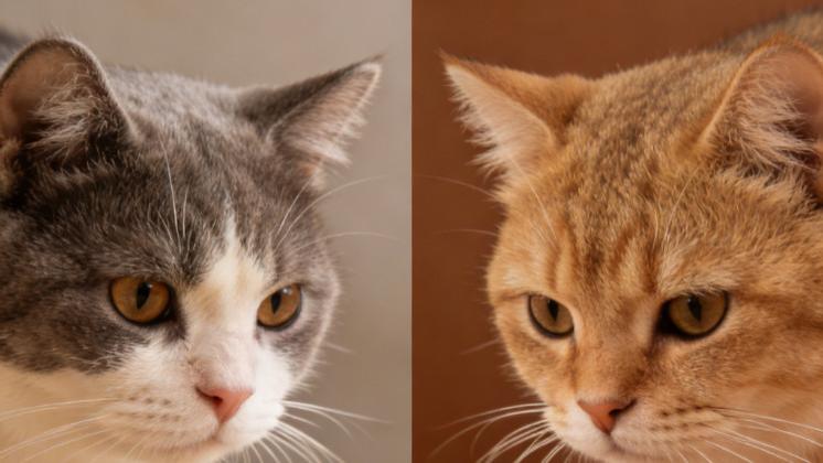 盘点2025年烘焙猫粮哪个牌子好？央视认证的十大放心猫粮品牌分享