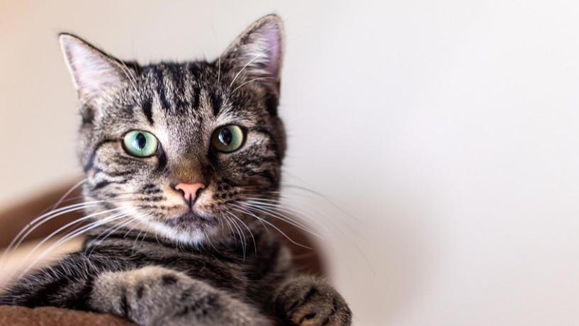 猫主食罐头哪个牌子质量好性价比高？2025十大名牌主食罐头测评！