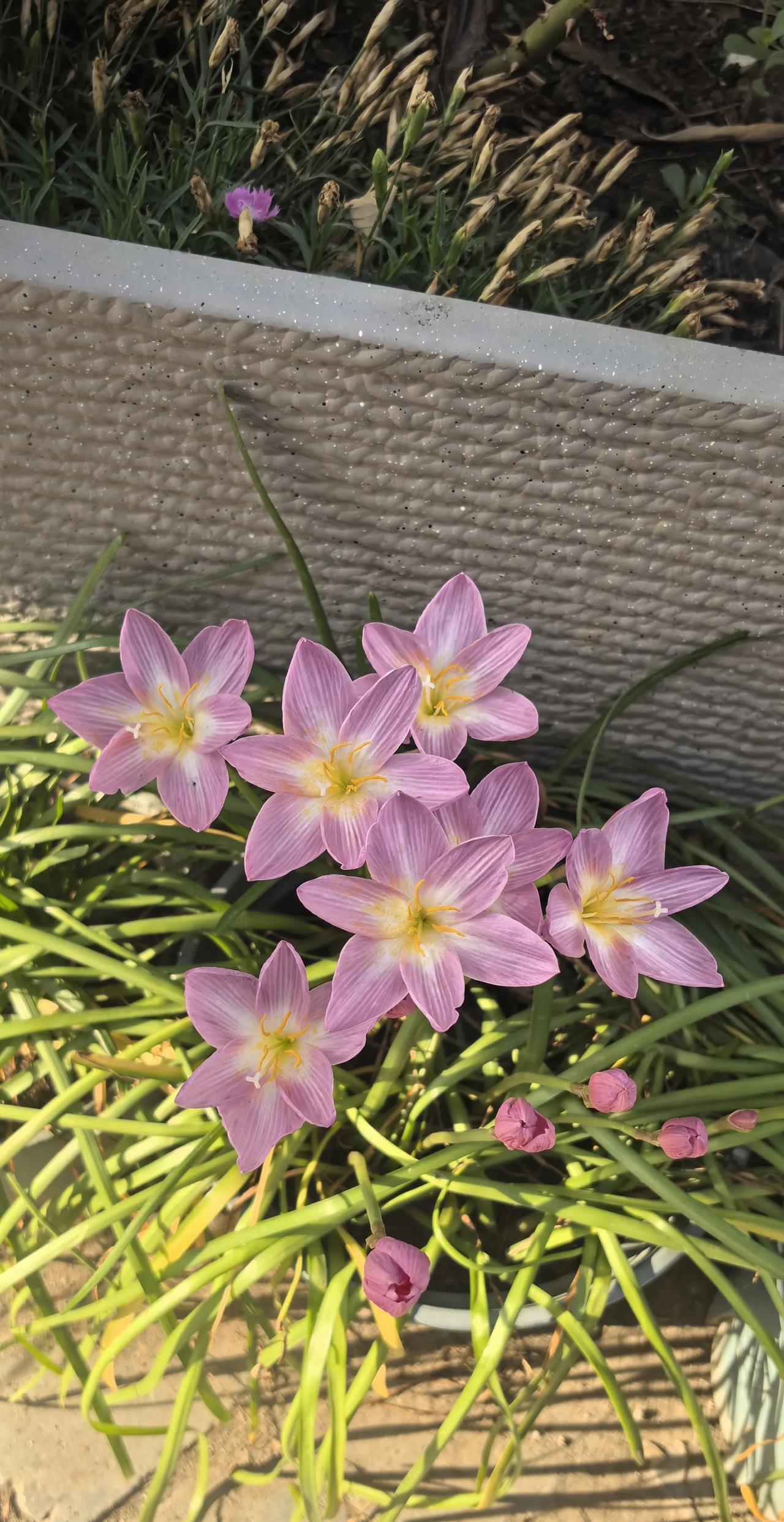 #分享你随手拍的花#风雨兰，风雨兰，每次夏天要下雨了，他的花苞就会慢慢的伸出来，
