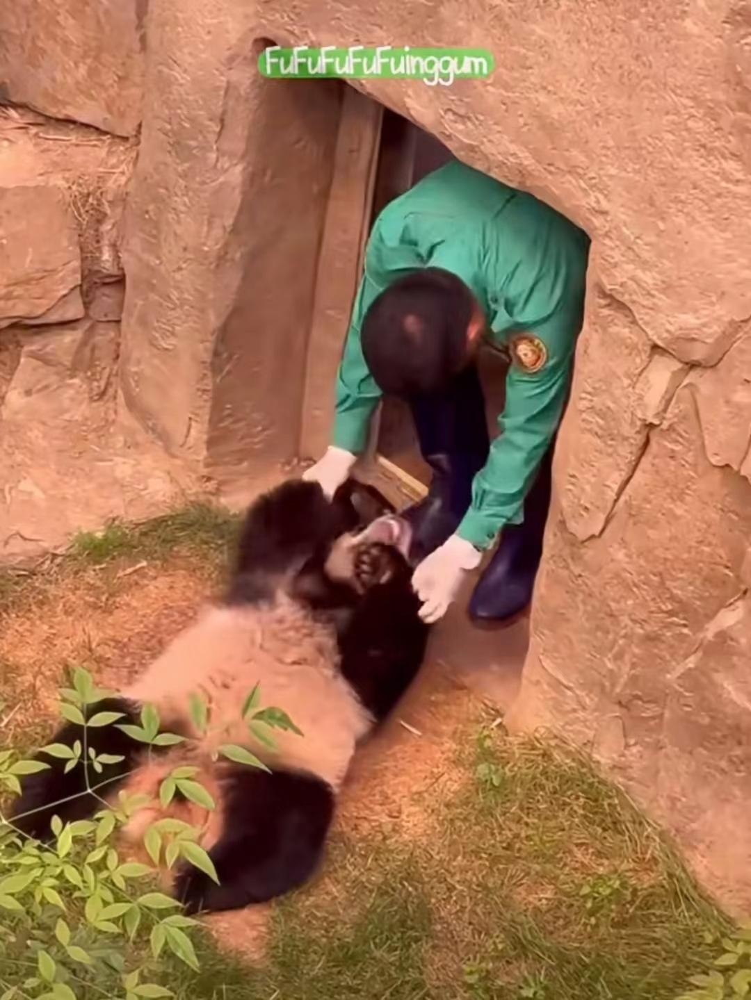 辉宝好不容易下班回去了，睿宝又出来了，刚刚到门口就被姜爷爷拉回去了，睿宝：姨姨们