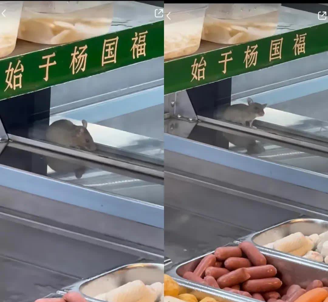 苏州一杨国福麻辣烫食品柜出现老鼠，想想就恐怖，已被停业，立案。食品安全是餐饮的底