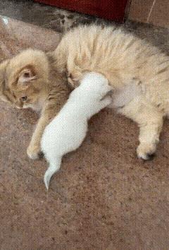 小猫忙着吃奶呢，主人手欠，把猫妈妈急坏了，把宝宝夺了过去，心里一定说：真没素质！
