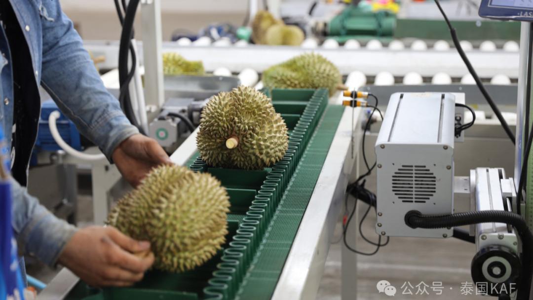 泰国KAF集团：从泰国果园到中国餐桌的品质传奇