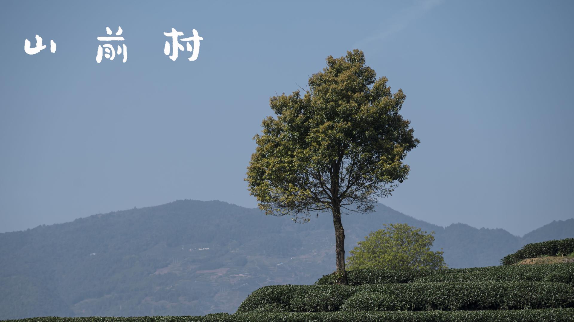 千年茶香竟被误解？福鼎白茶五大误区，茶友你中招？真相惊人！